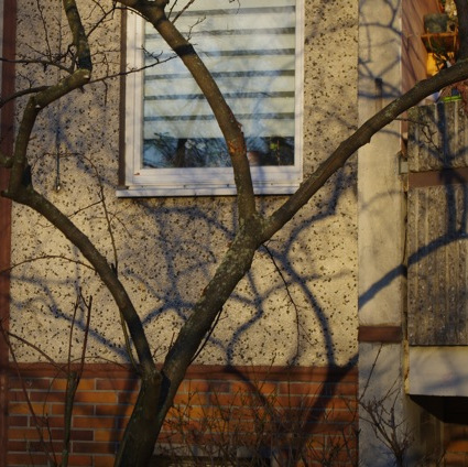 Baum am Fenster